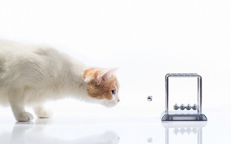 White and Orange Cat — Curious