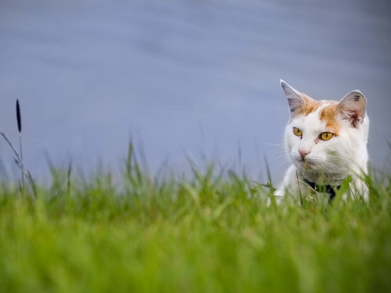White and Orange Cat — Green, Calm, Afternoon