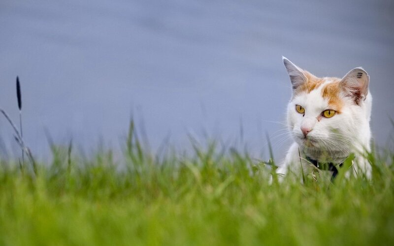 White and Orange Cat — Green, Calm, Photograph