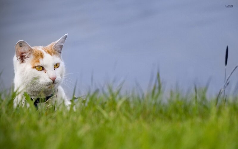 White and Orange Cat — Green