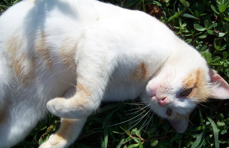 White and Orange Cat — Relaxed