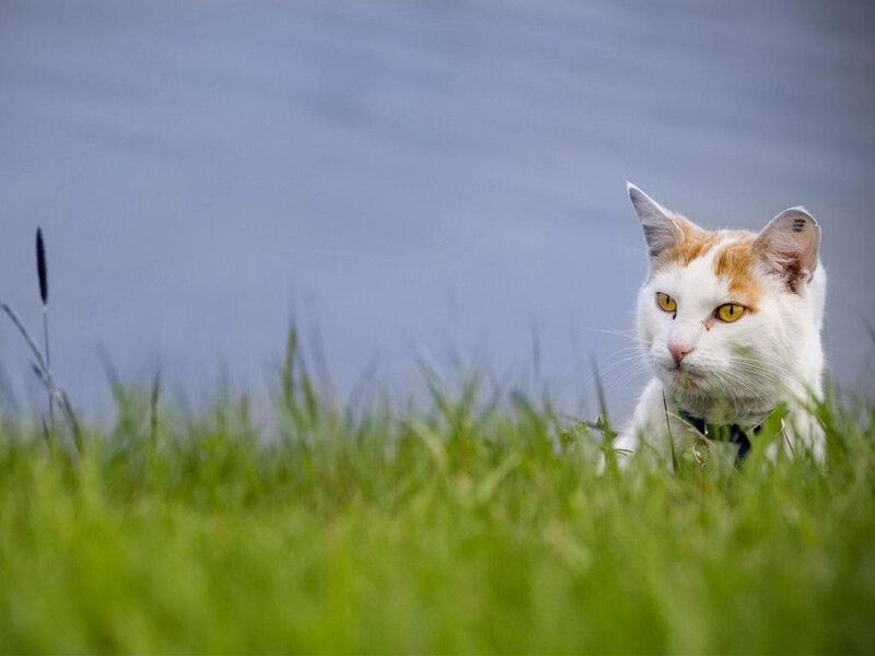 White and Orange Cat