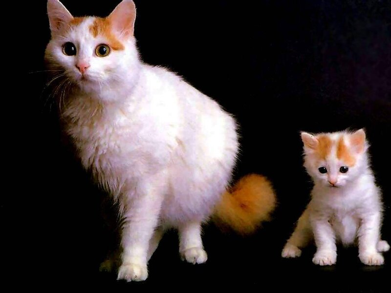 White and Orange Cat with Kitten