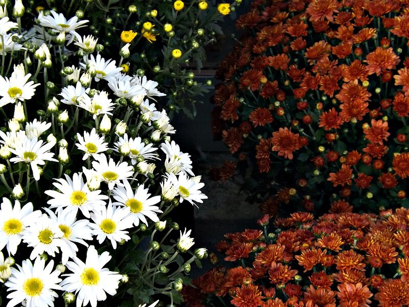White and Orange Chrysanthemums — Calm