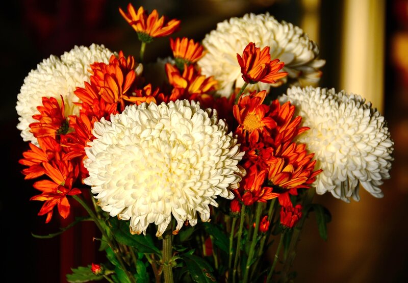 White and Orange Chrysanthemums — Dramatic