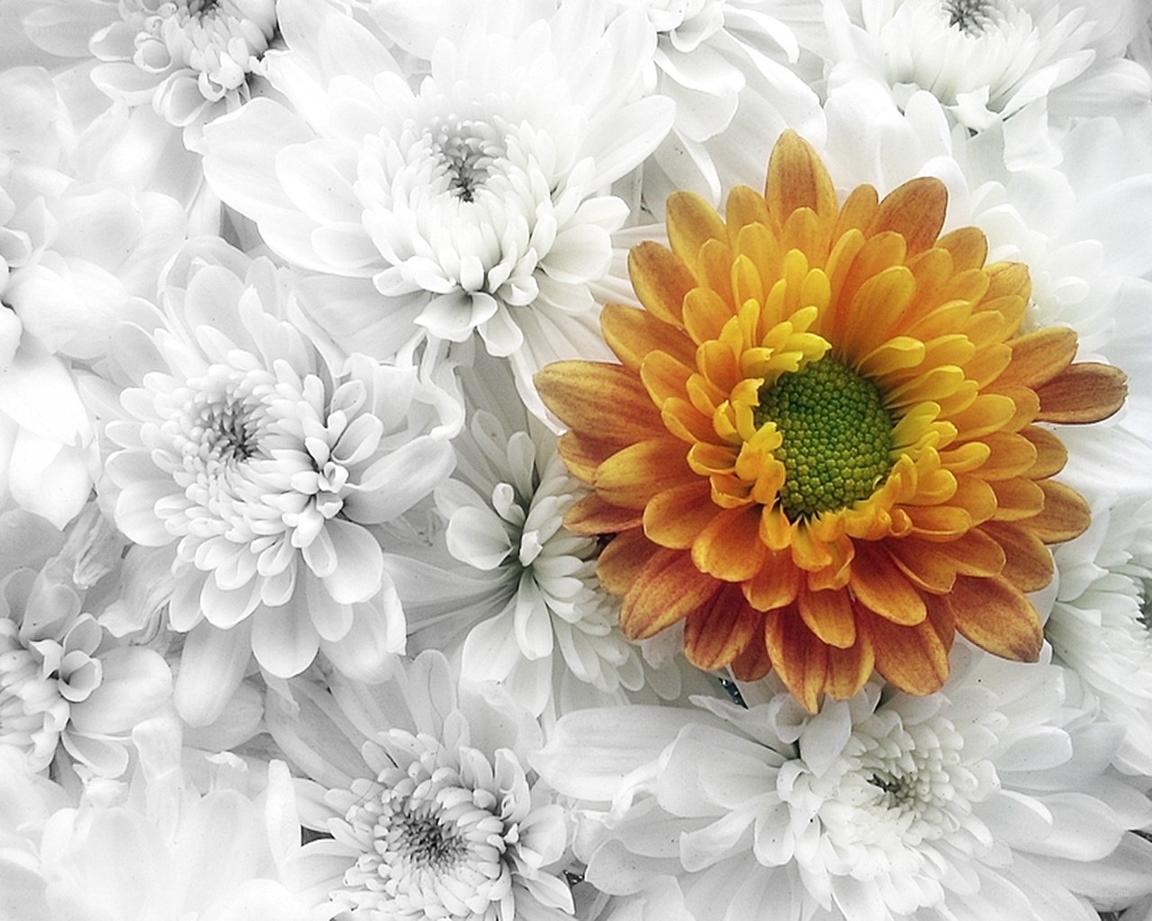 white and orange chrysanthemums
