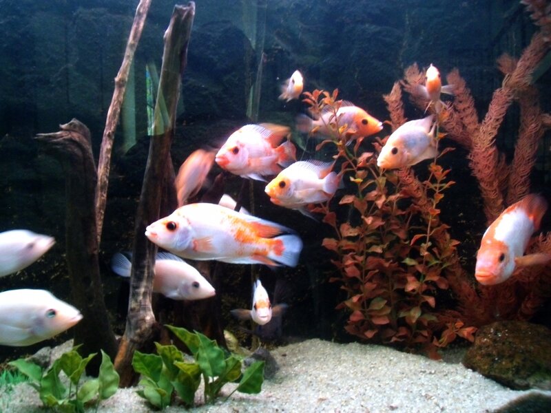 White and Orange Fish