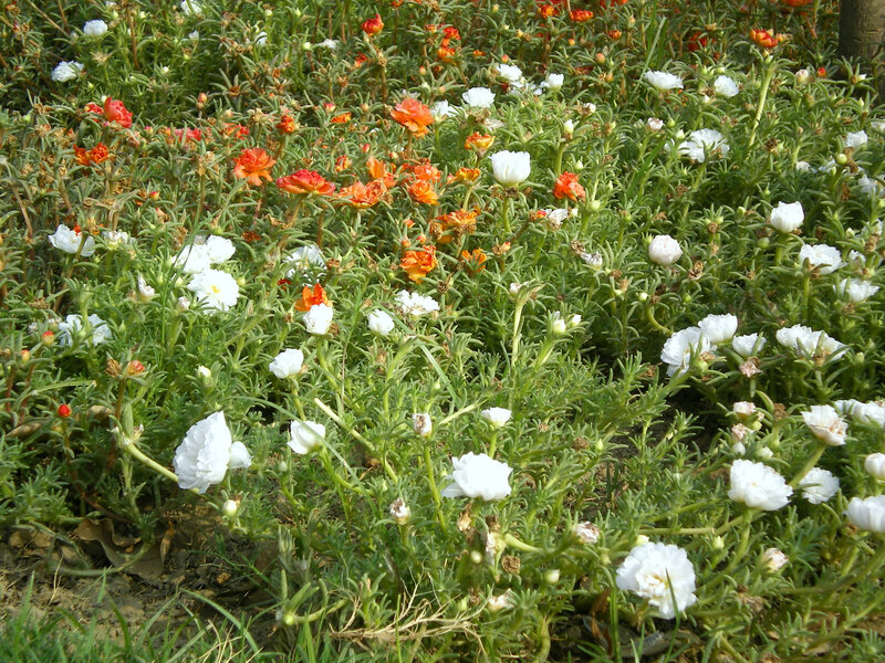 White and orange flowers in a garden