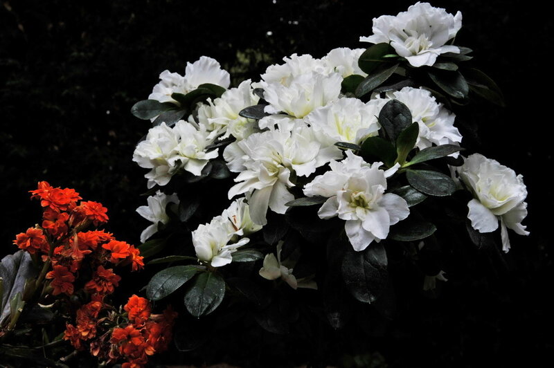 White and orange flowers in garden