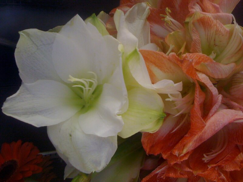 White and orange flowers
