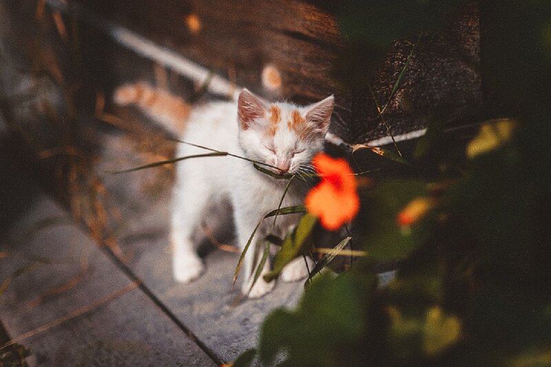 White and Orange Kitten — Calm, Afternoon