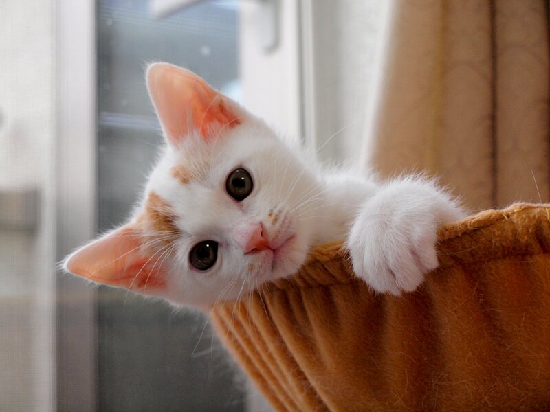 White and Orange Kitten — Calm, Morning