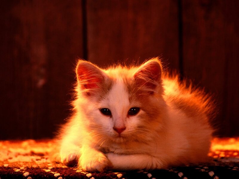 White and Orange Kitten — Calm, Photograph, Floor