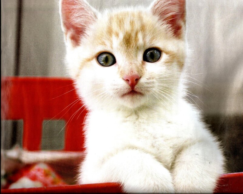 White and Orange Kitten — Calm, Photograph, Red Object
