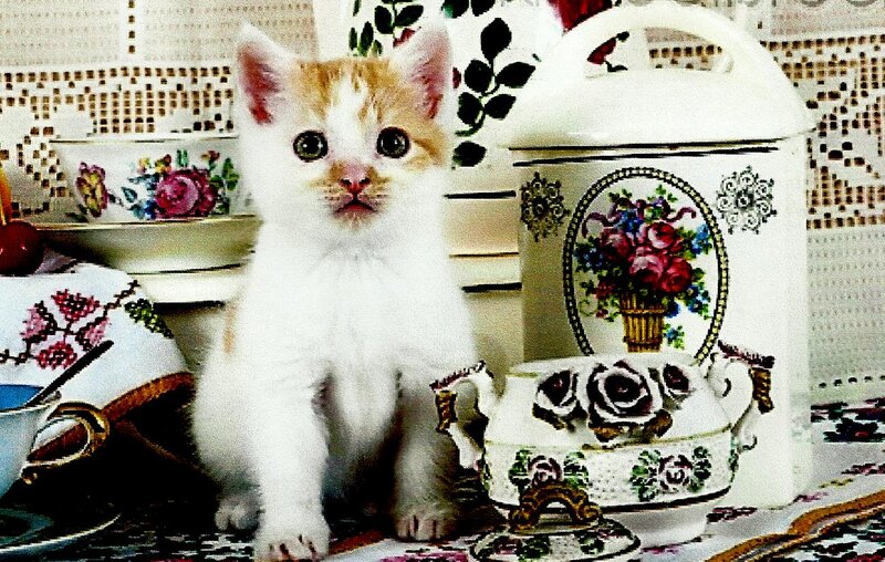 White and Orange Kitten — Calm, Photograph