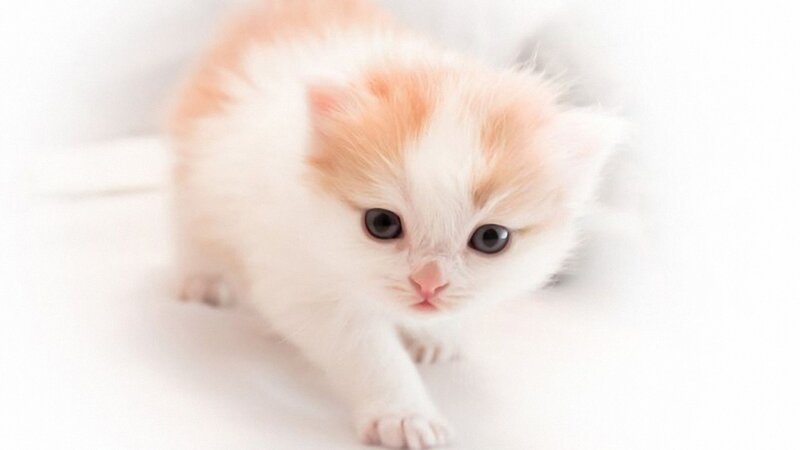 White and Orange Kitten — Calm