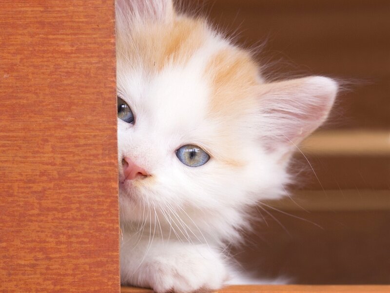White and Orange Kitten — Curious
