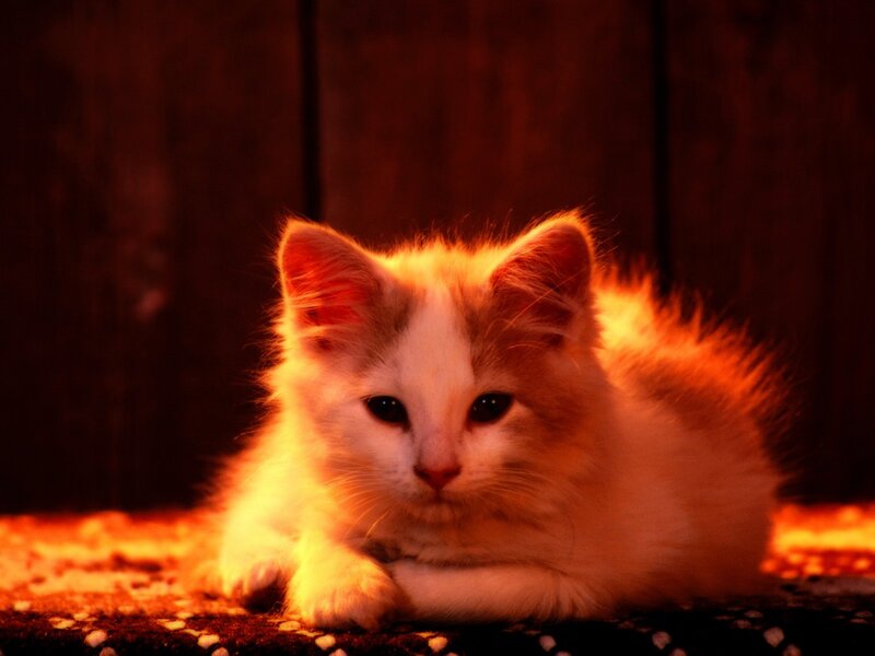 White and Orange Kitten — Dramatic, Night, Photograph