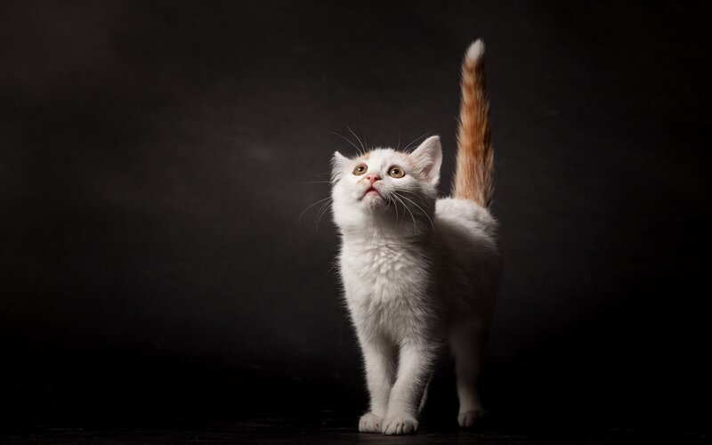 White and Orange Kitten — Dramatic