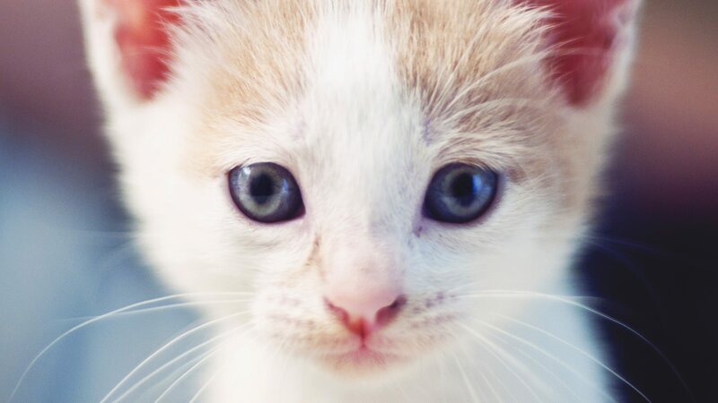 White and Orange Kitten — Innocent