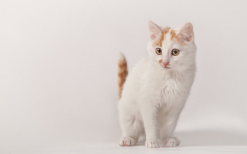White and Orange Kitten — Neutral