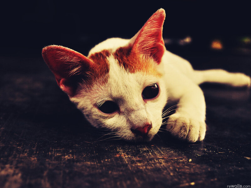 White and Orange Kitten