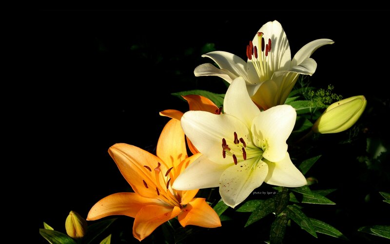 White and Orange Lilies