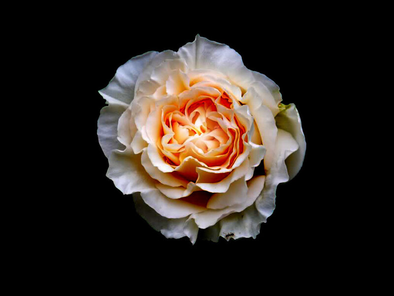 White and Orange Rose