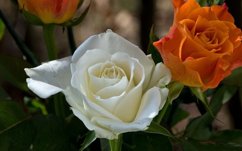 White and Orange Roses — Serene