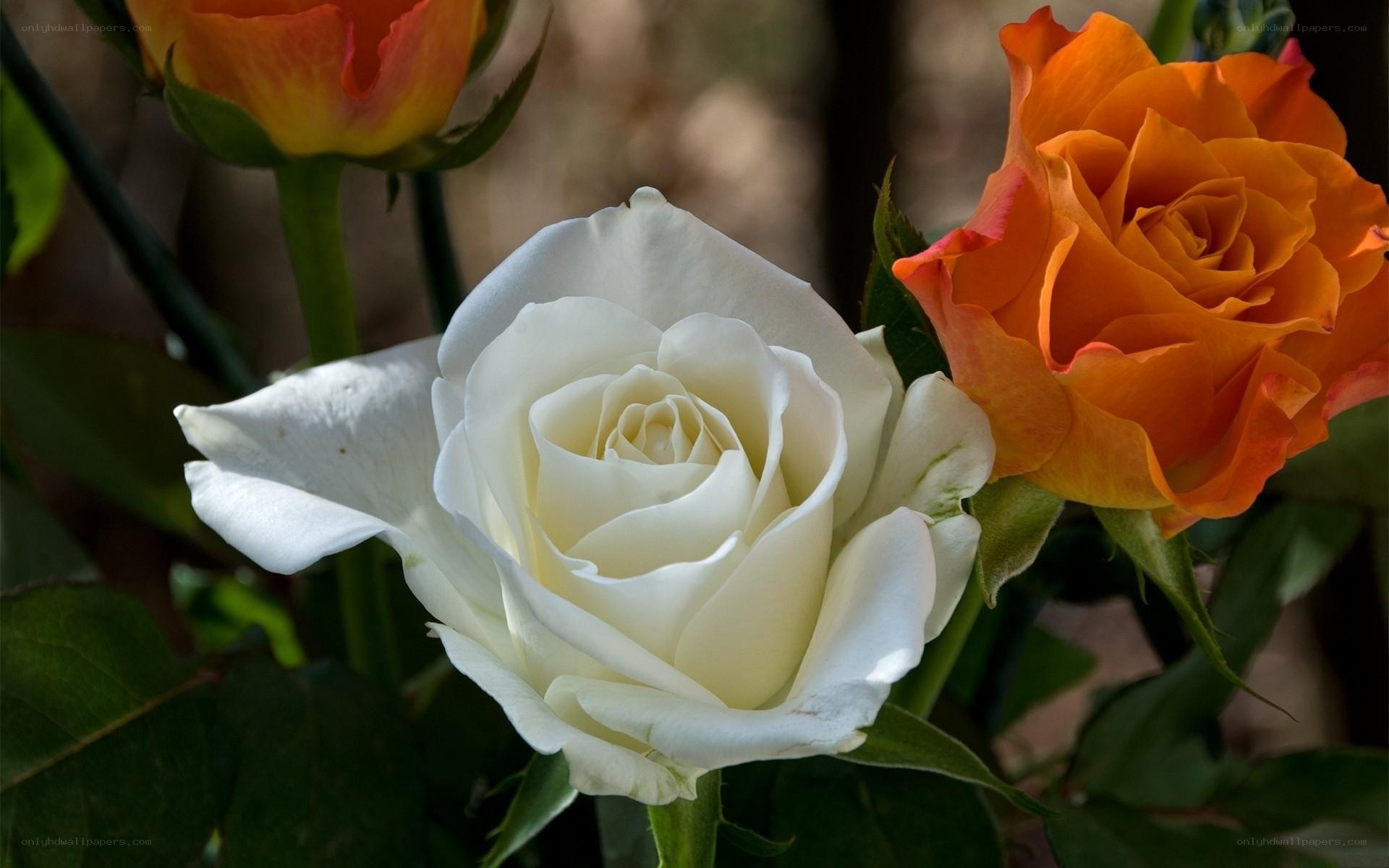 White and orange roses