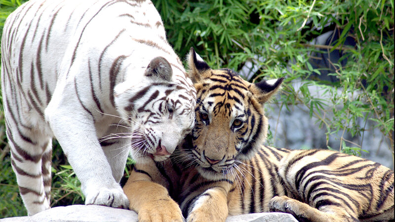 White and Orange Tiger — Calm, Afternoon