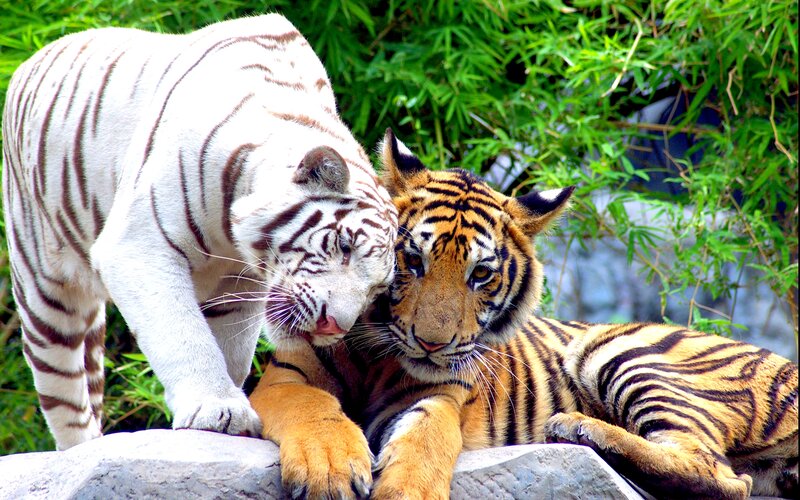 White and Orange Tiger — Green