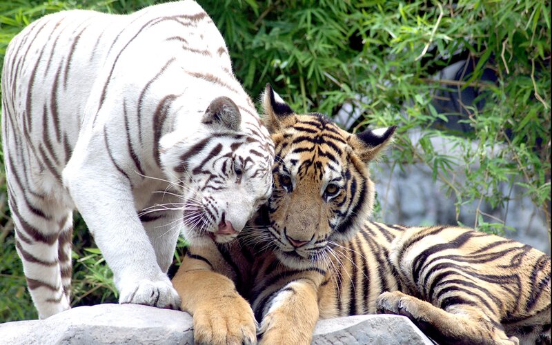 White and Orange Tiger
