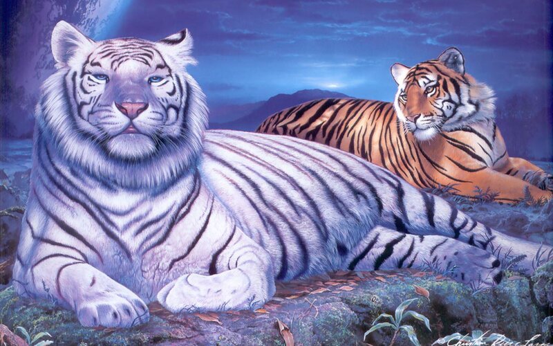 White and orange tigers at night