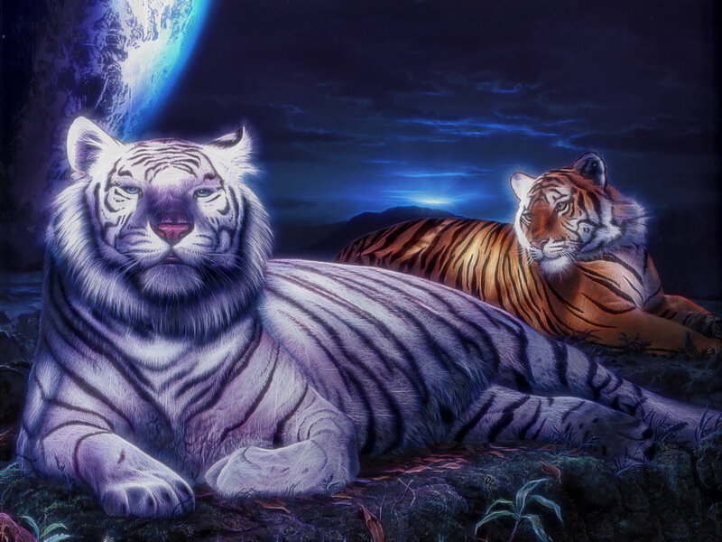 White and Orange Tigers — Blue, Dramatic