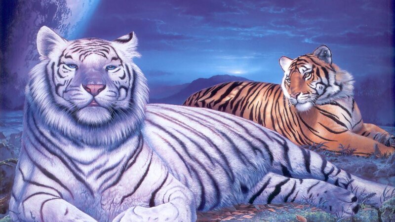 White and Orange Tigers — Blue, Serene