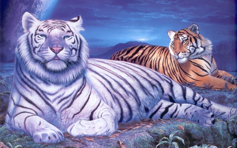 White and Orange Tigers — Blue