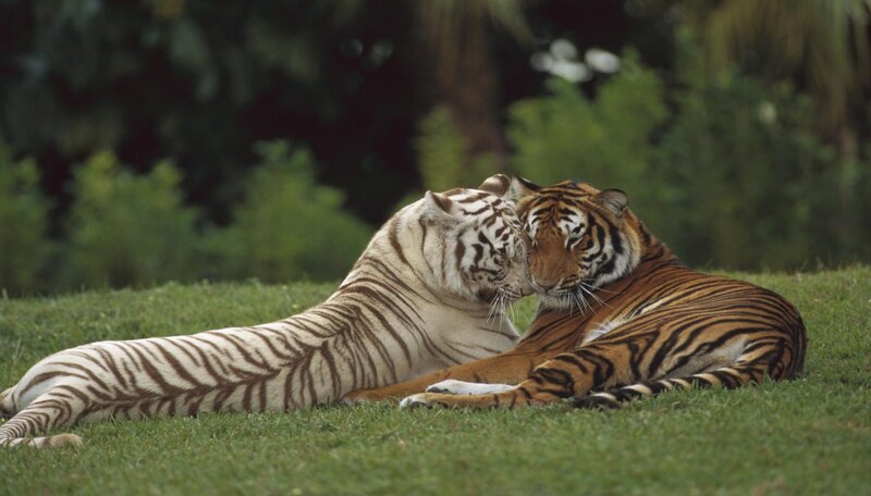 White and Orange Tigers — Green