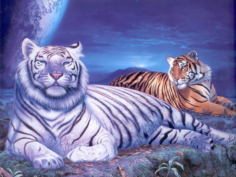 White and Orange Tigers — Purple