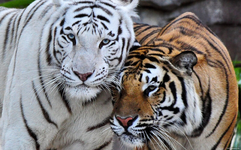 White and Orange Tigers