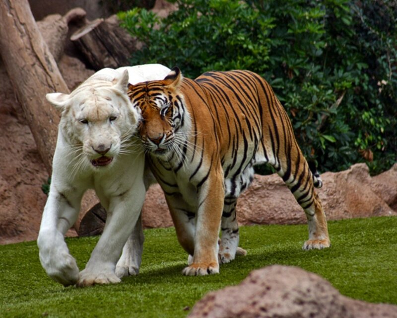 White and orange tigers together