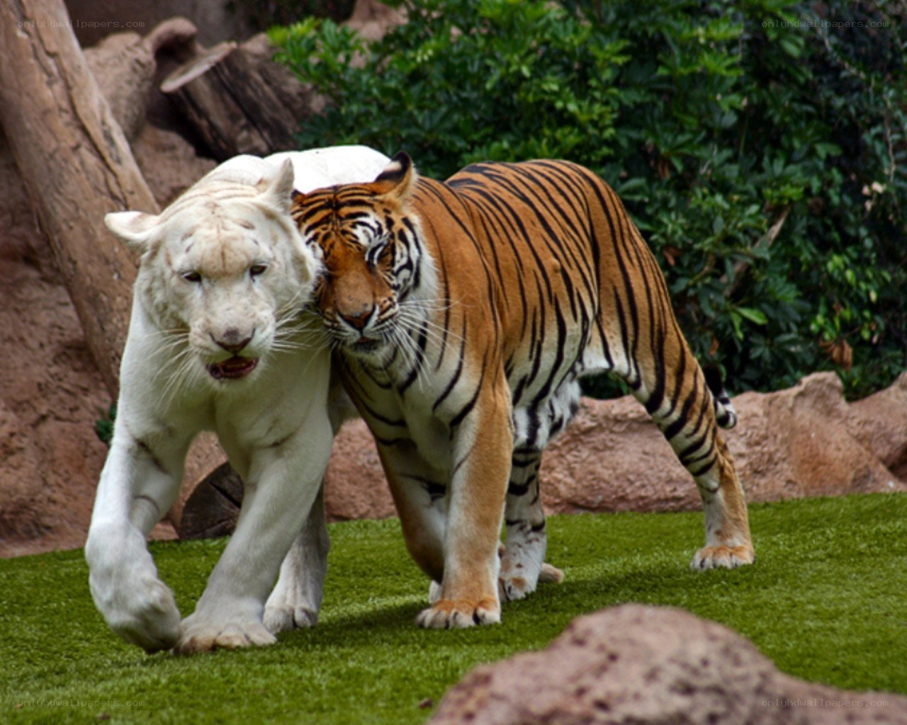 White and orange tigers together