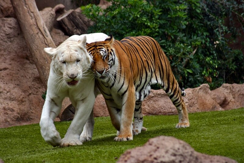 White and orange tigers walking