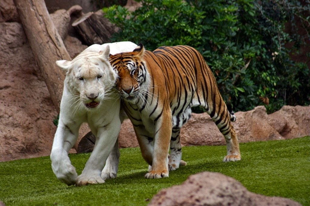 White and orange tigers walking
