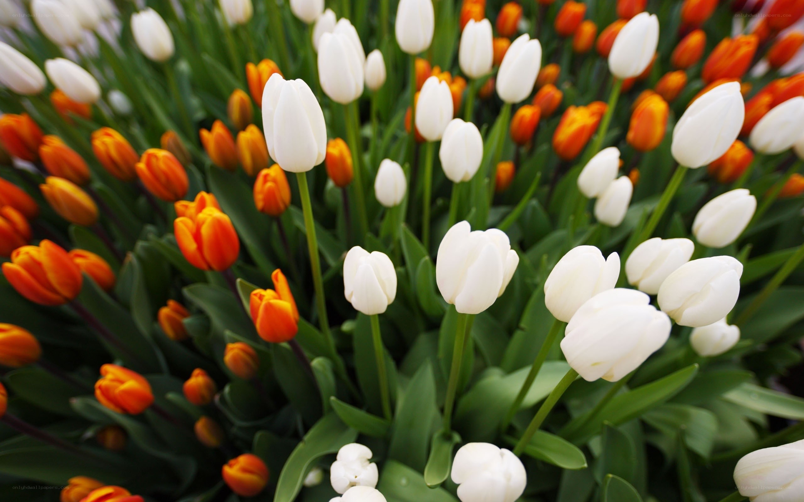 White and orange tulips in bloom