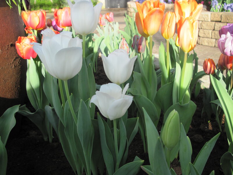 White and Orange Tulips — Serene