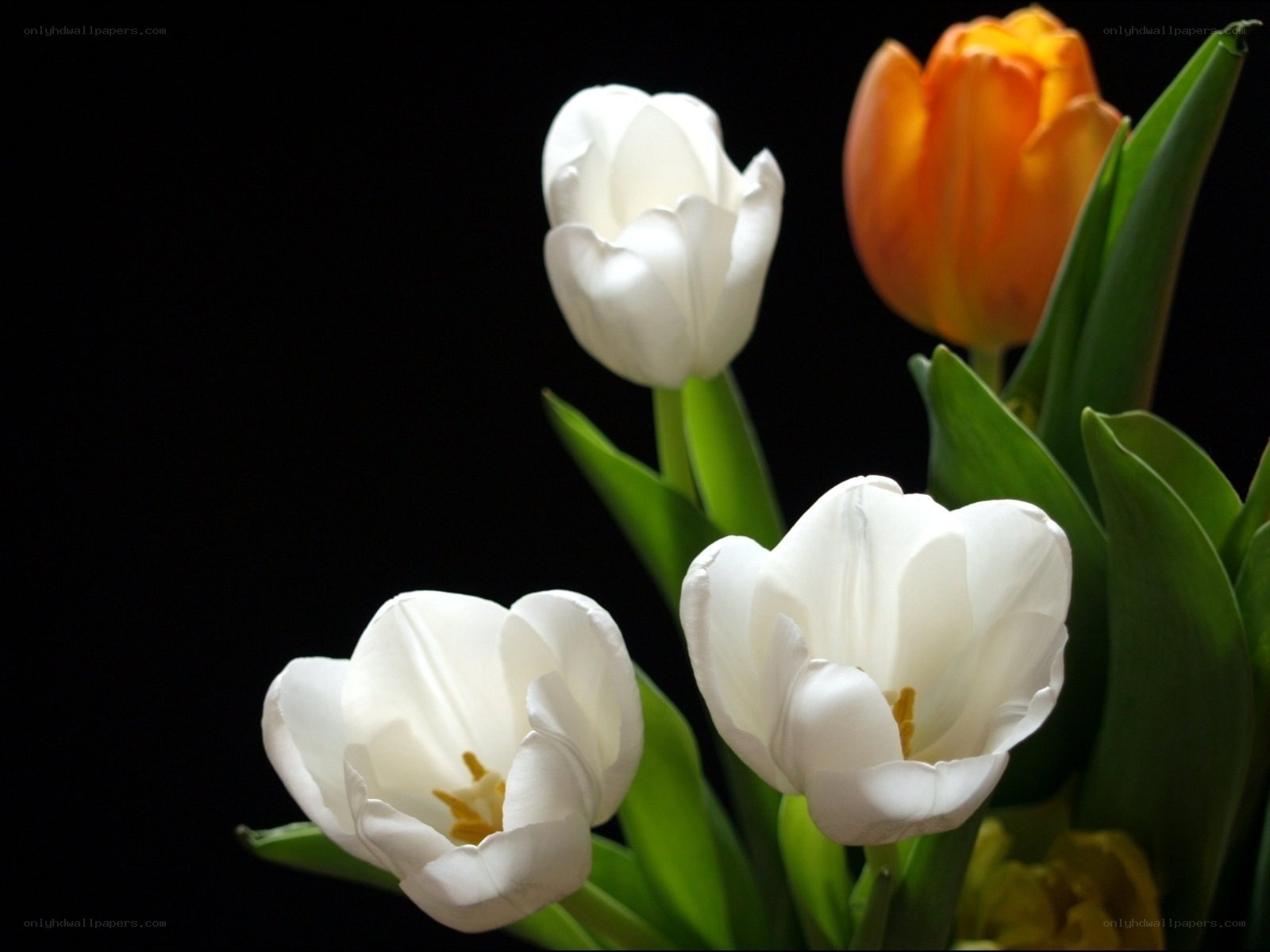 White and orange tulips