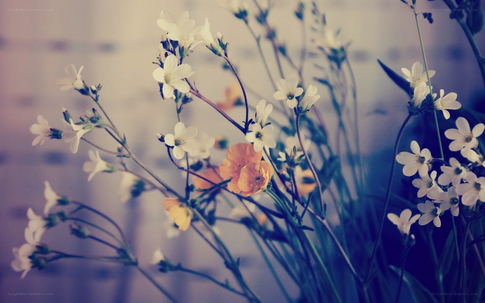white and orange wildflowers
