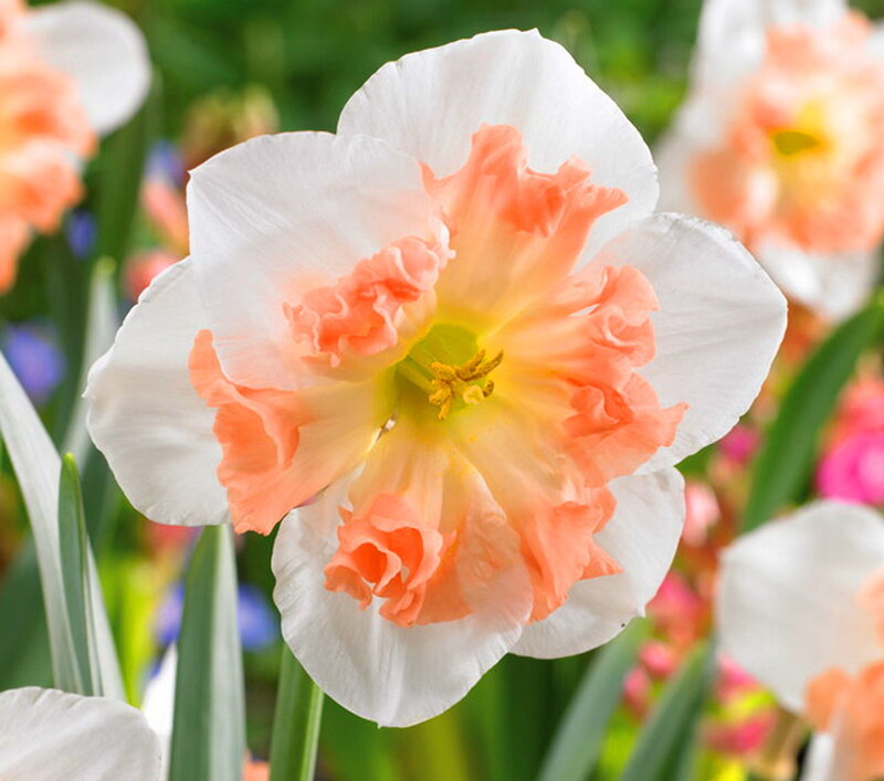 White and Peach Daffodil
