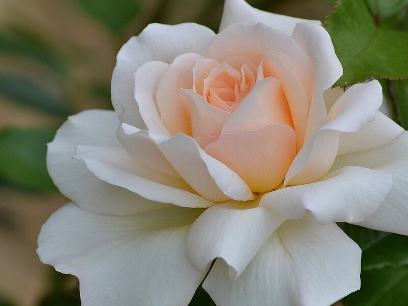 White and Peach Rose